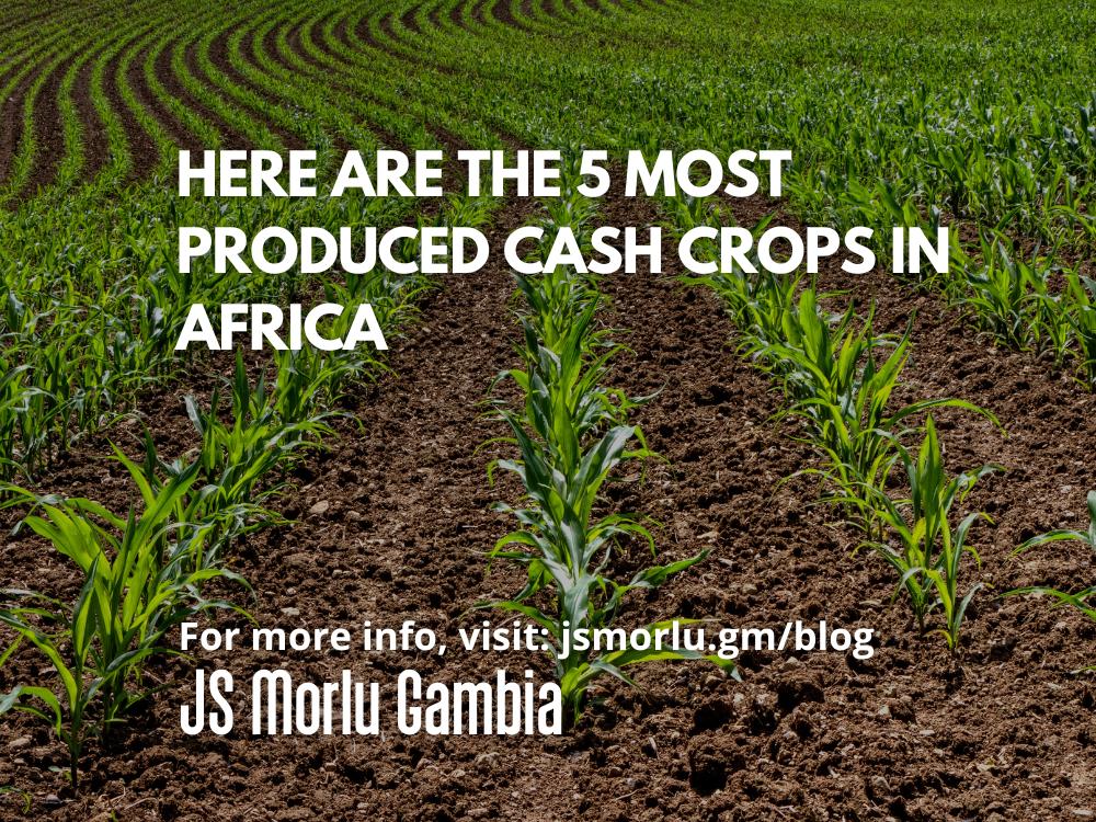 cash-crops-africa